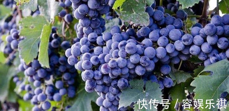 尿道结石|对身体很好的3种食物,排毒养颜、滋补身体,好吃又不贵!