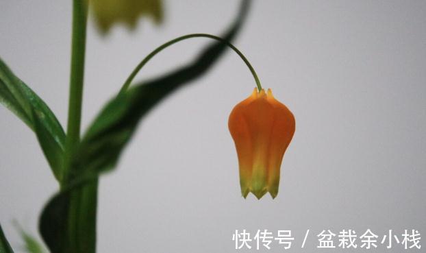 看上去很高大上,实际很鸡肋的花草,养过一次就被拉进“黑名单”