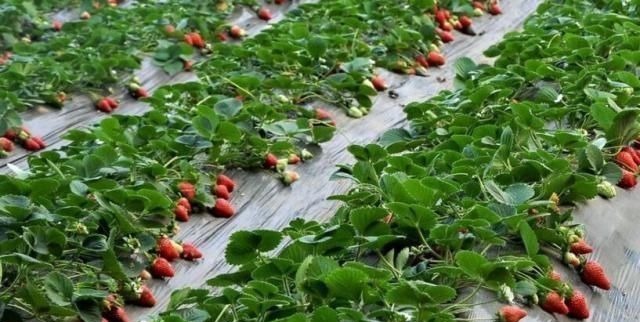 发育不良|怀孕后,这4样水果再贵都要吃,对胎儿眼睛好,比吃保健品管用