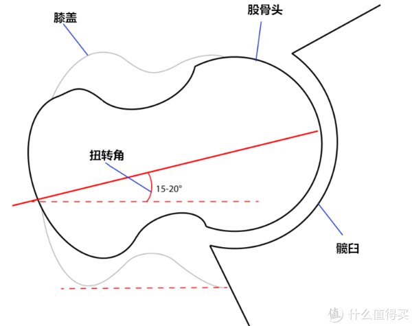 受试者|干货│如何正确找到完美的深蹲站距？