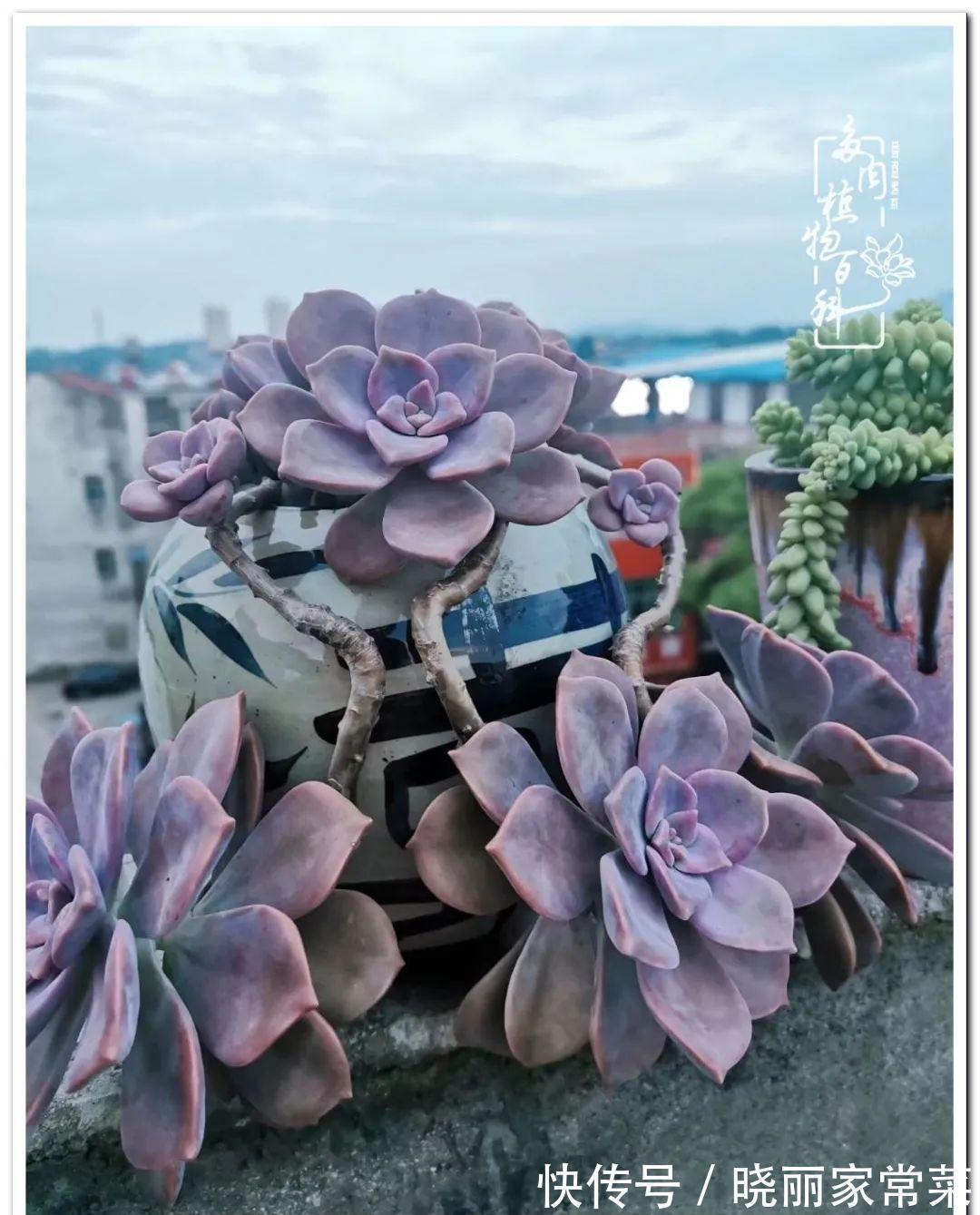 百科|多肉之路,让我沉醉,浮世三千,有肉就欢!