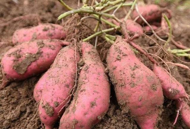 氣血不足、臉色蠟黃怎么辦？常吃4種食物，好氣色養(yǎng)出來