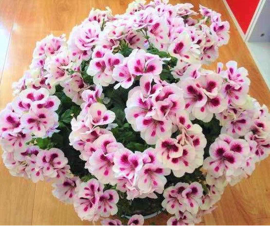 花艳叶绿|想要花卉养的好，学会关键1招，不黄叶不生虫，年年开花不断，赞