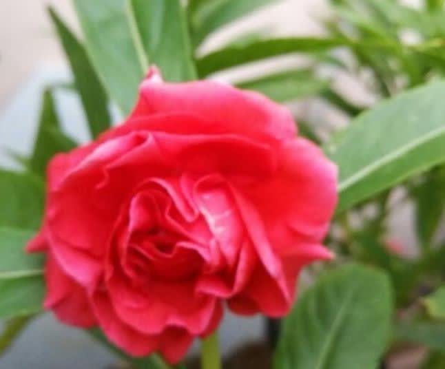 冬天在家养此款花卉,好养不费心,花色柔美,花开四季满园飘香