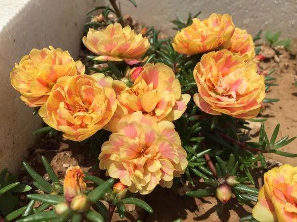 6种花喜欢晒太阳,越晒花越多,一开200天不歇气!