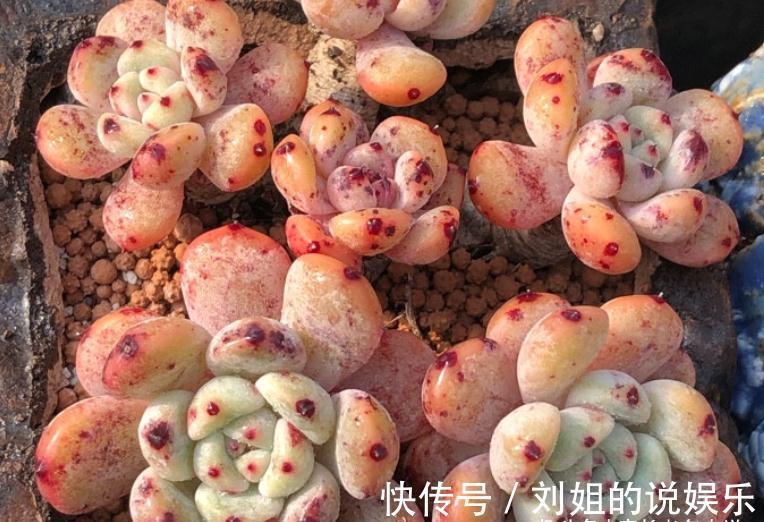 喜欢多肉爆盆的肉友有福了,去入手这8款多肉,个个都是爆头狂魔