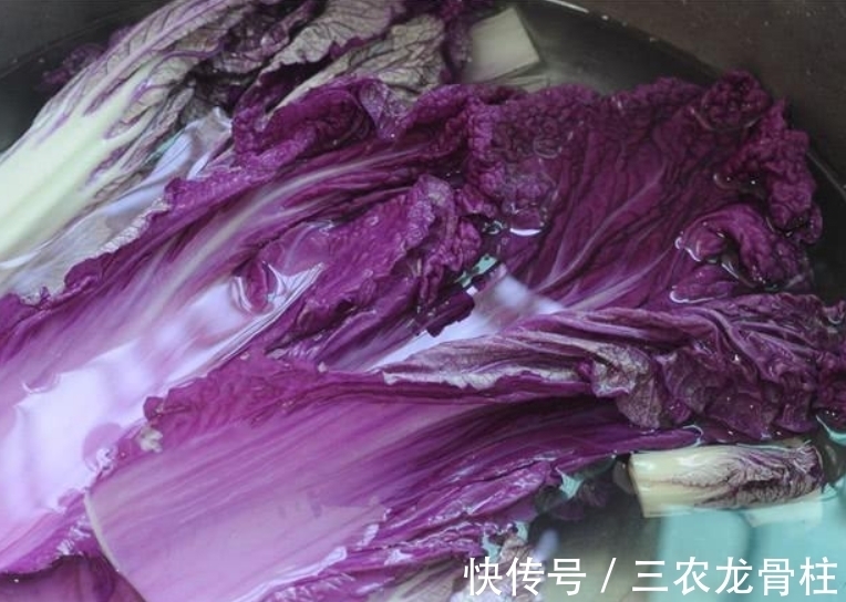 花青素|紫白菜营养丰富,富含花青素,掌握四点,种出优质美味的紫白菜来