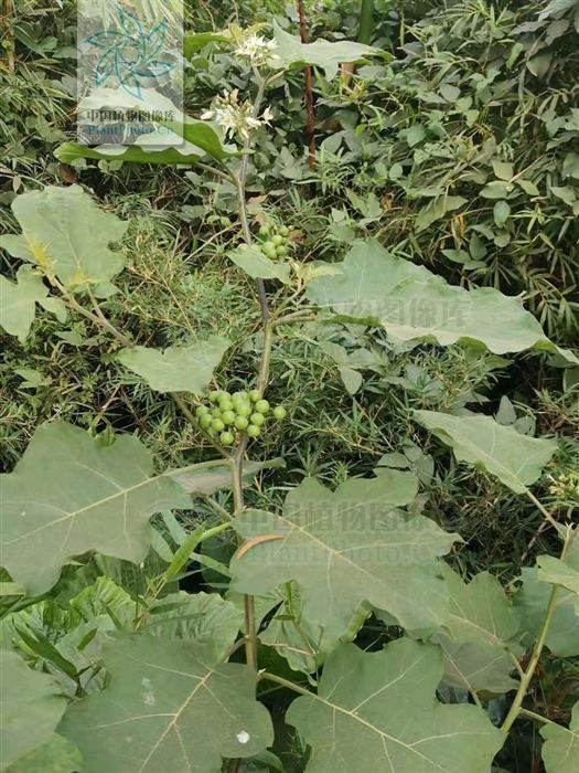 水茄,见过吗可用于跌打瘀痛,腰肌劳损,胃痛,牙痛