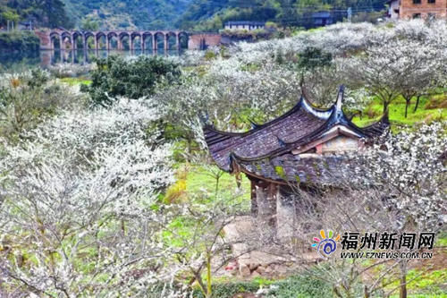 低薪|春风春雨花似雪！永泰迎来李花最佳观赏期