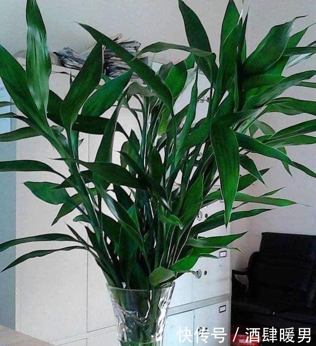 5种“吉利花”,冬天是“难关”,再漂亮也别买,买了也是浪费钱!