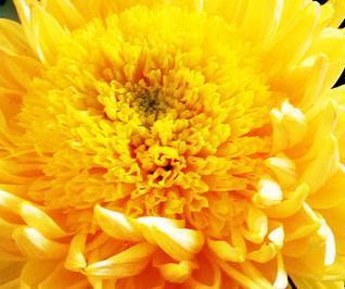 喜欢菊花,不如养盆“珍稀名菊”唐宇托桂,似金蕊金衣,光芒四射