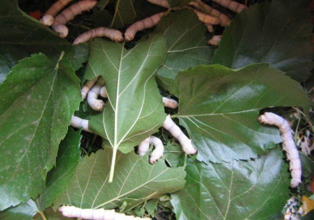 桑叶|睡前用此叶子泡脚,半月下来,解决了很多人的难言之隐,早知早好