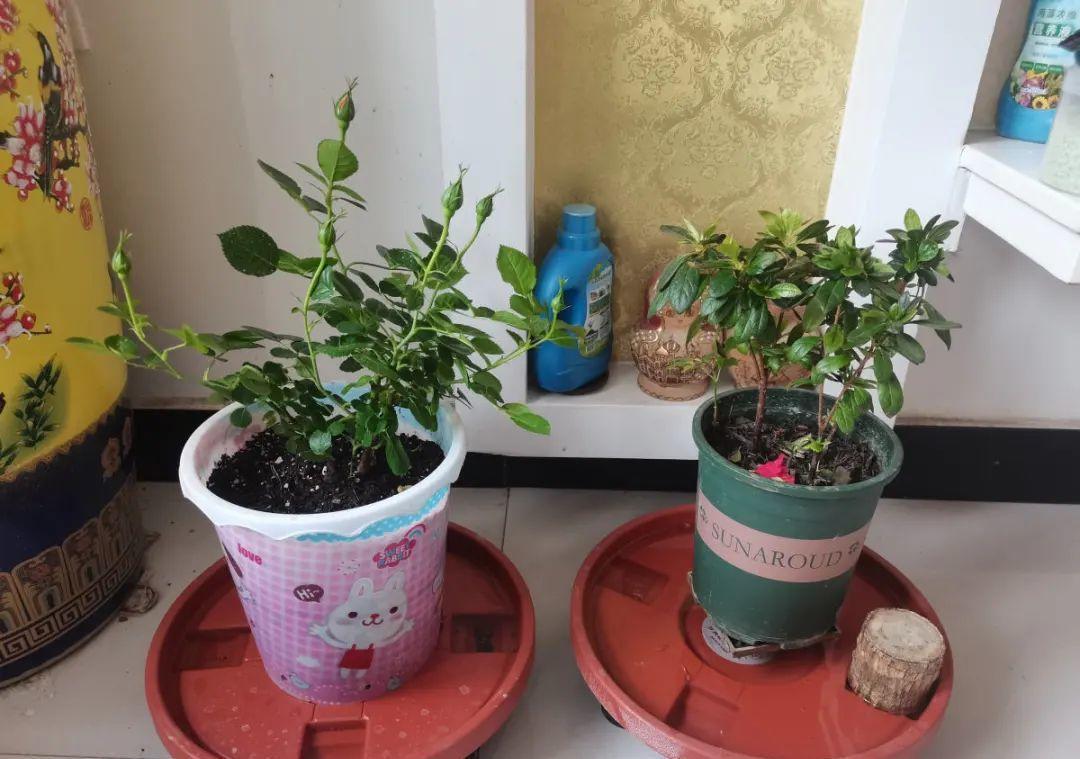 花成了光杆司令,剪一刀撒点药,很快冒新芽