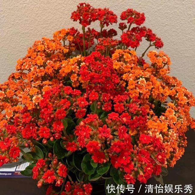 阳台上|10种“吉利花”,“穷养”才能长大,越挤越壮实,越大越“旺家”