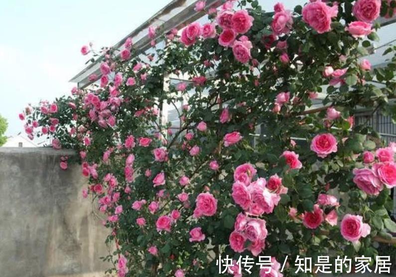 游行|不容错过的一款藤本月季,颜色靓丽长势旺,轻松开出一片花墙