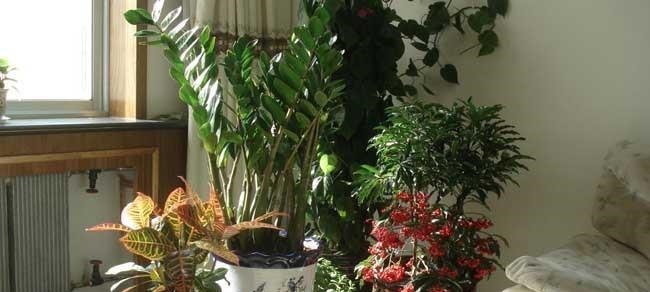 白霜|花盆中一旦发现“它”,别犹豫抓紧翻盆换土,否则花儿活不长久