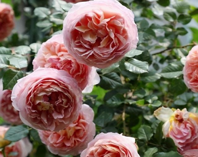 三楼奶奶不让我在一楼种花,事情解决了,出乎意料的让人难受