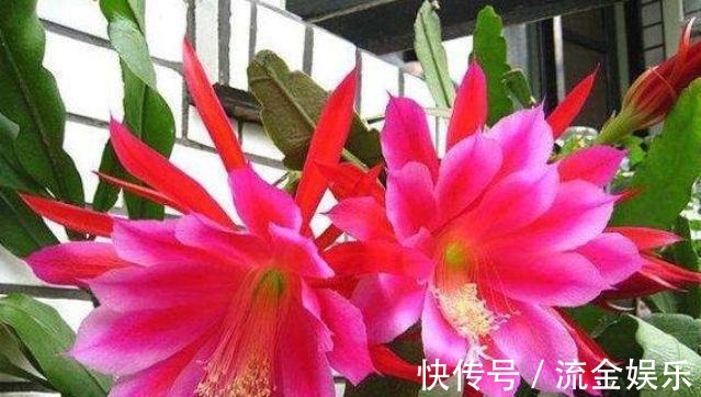 樱株丛|4种花美的出奇,色彩艳丽,盛开时如花海一样,令人流连忘返