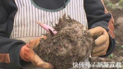 魔芋豆腐|亩产超3吨,全株有毒,手碰到也奇痒难忍,出口国外成高端食材