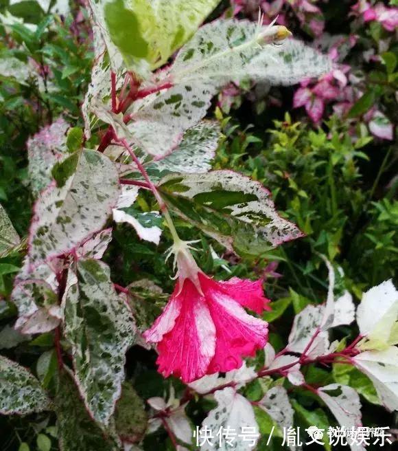 种花|1种花一开就是300多天,好养又漂亮,新手懒人都能养!