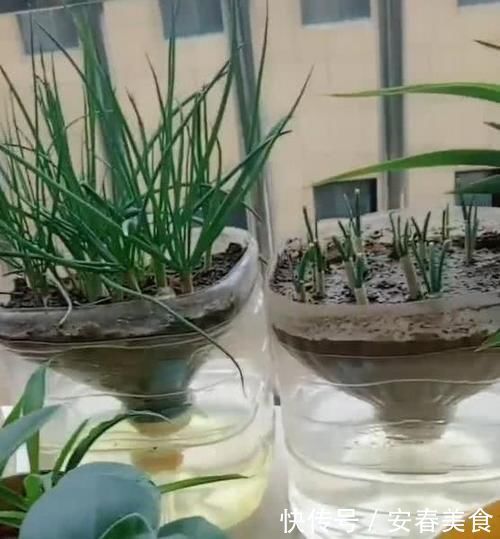 别再嫌弃油桶没用了,处理一番栽花种菜做支架,让城里人长见识