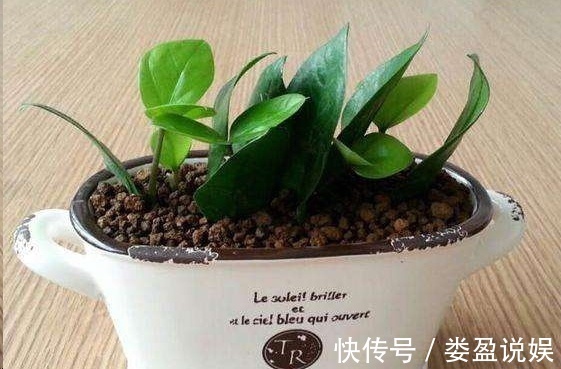 长寿花|别再浪费钱买花了,这些花掰片叶子就能长一大盆,省下好多钱!