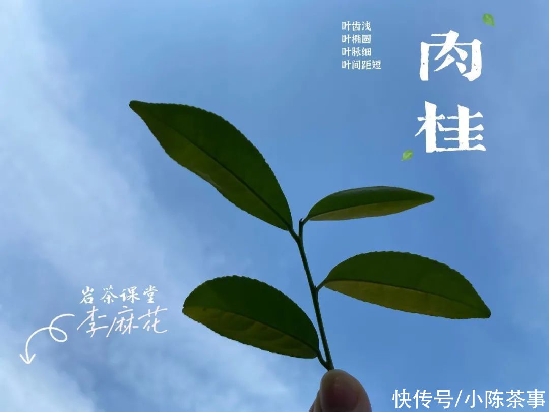 慧苑|我在武夷山“捡漏”，采到一泡小牛肉岩茶，味道如何？