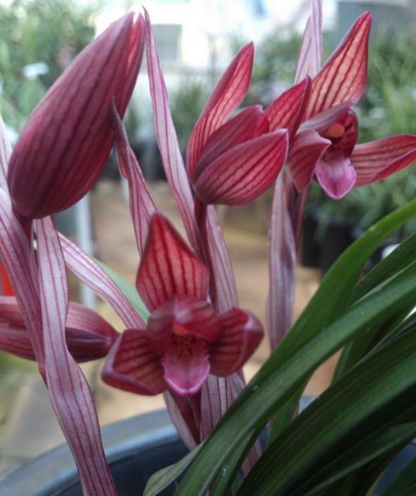 红贵妃|养花试试这款，开花后香味可飘得很远，放在客厅里可以净化空气