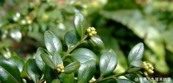 山上这种老“树桩”,遇见请捡回家,养上三、五年,价值翻几翻