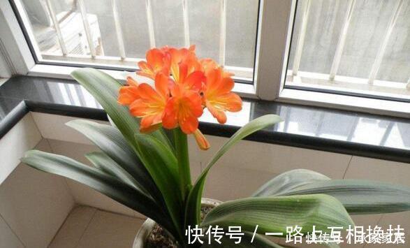 柳树枝|张大爷养君子兰,入秋就浇2种水,一年最少2次花,太养根了!
