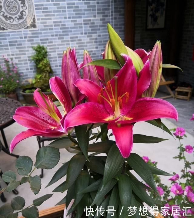 生活中冬天常见的花,都含有毒,养护需小心,摆放有讲究