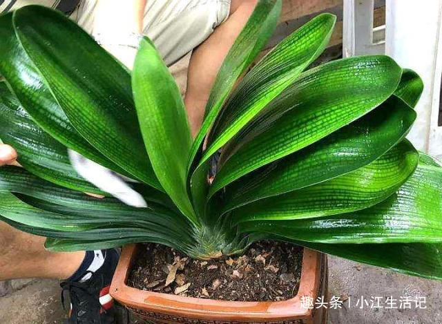 什么柳树皮、花生壳都不如“1种垃圾”，肥效足、叶油绿，易爆盆