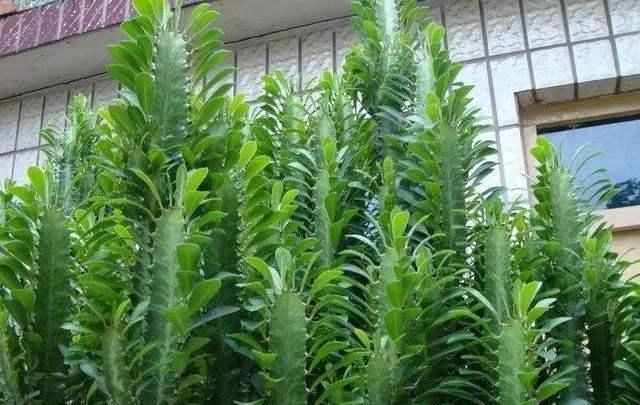 门口养了一棵“气派花”,生命力强很养眼,寓意好能镇宅