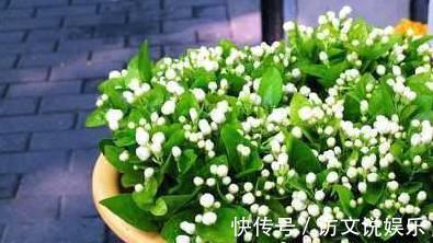 叶片|养茉莉“小窍门”,秒变开花机器,四季开花不断,次次开花都爆盆