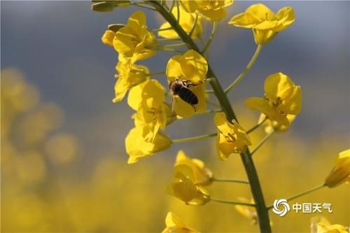 是春天了！云南油菜花盛放 沐浴春风万顷黄