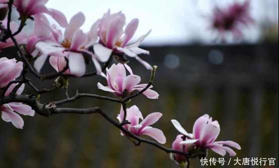 这座一千多年的古建筑里有世界上仅存的古树,还和三国文化有关