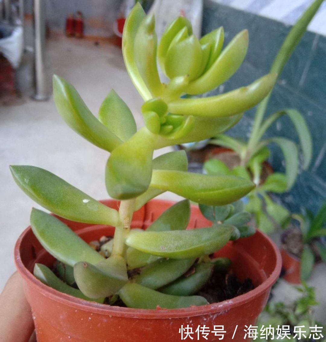 耐旱|4种多肉最适合懒人养,叶子厚实难徒长,养到就是赚到!