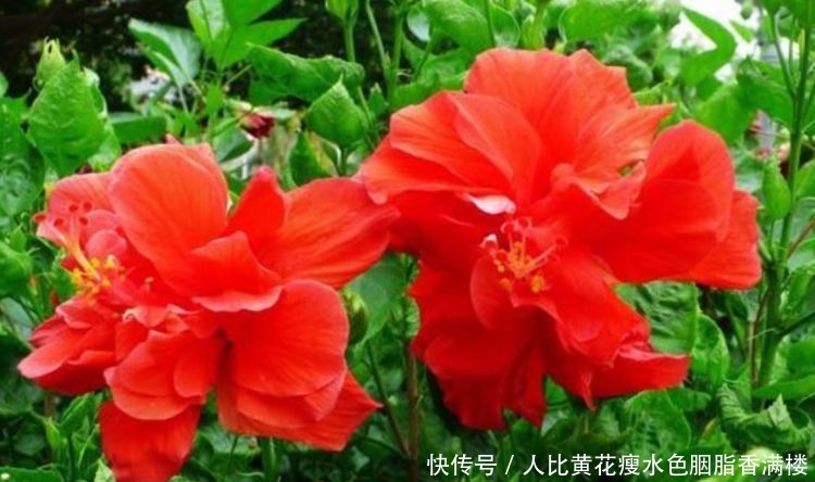 家里养上4种花，个个美出状态，花朵迷人，阵阵花香