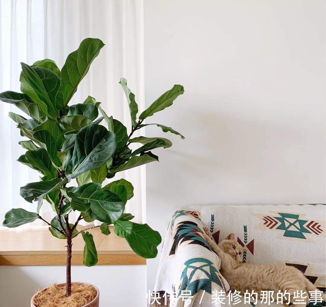 霸王蕨|你在养花,其实花也在养你,5种花养家里,比空气净化器还好用