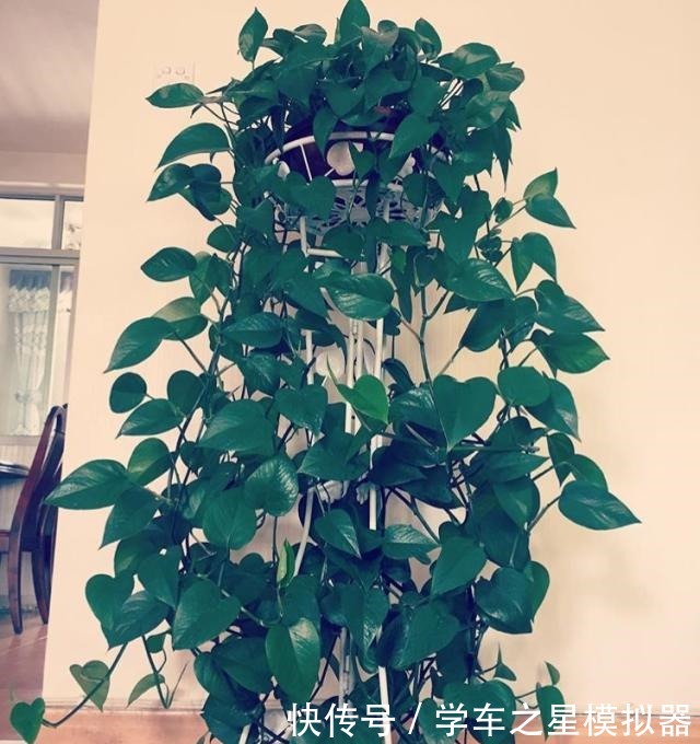 绿萝、吊兰“新玩法”,1片药加上几粒肥,半年养成“绿瀑布”!