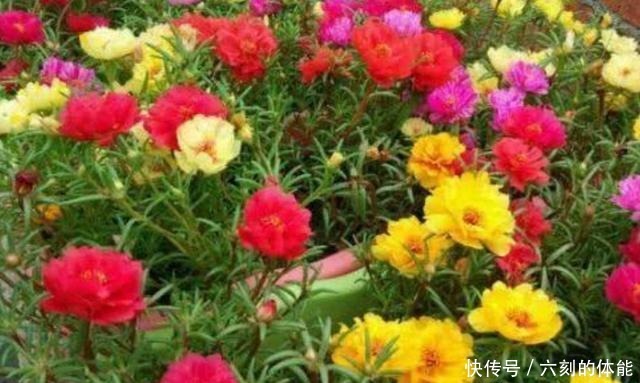 这5种草本花卉，适合栽种到院子里，花期群花争艳！