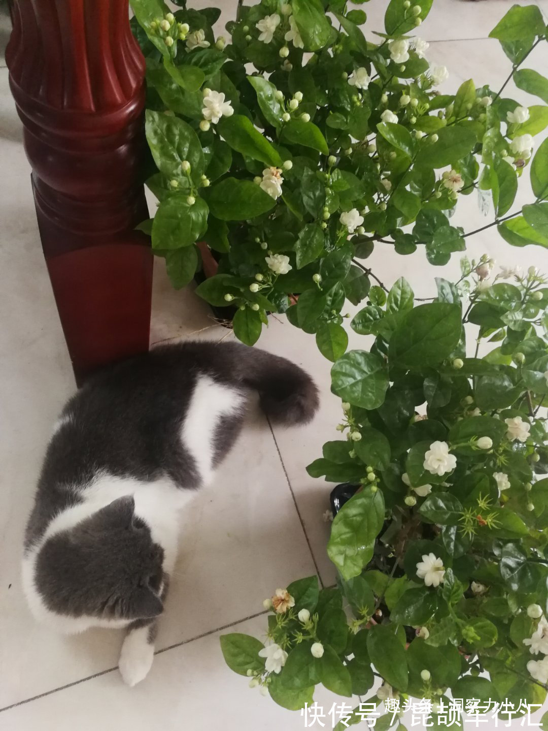 茉莉需润养,这“三位置”留点水,花苞咕噜冒,一次绽放上百朵