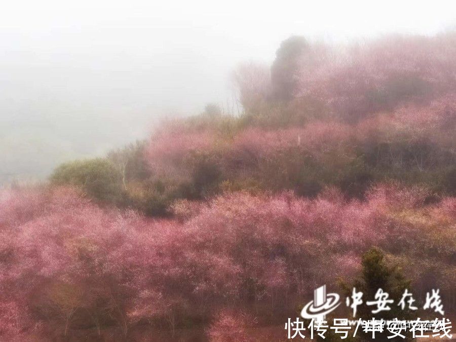 基层|「新春走基层」卖花渔村春来早