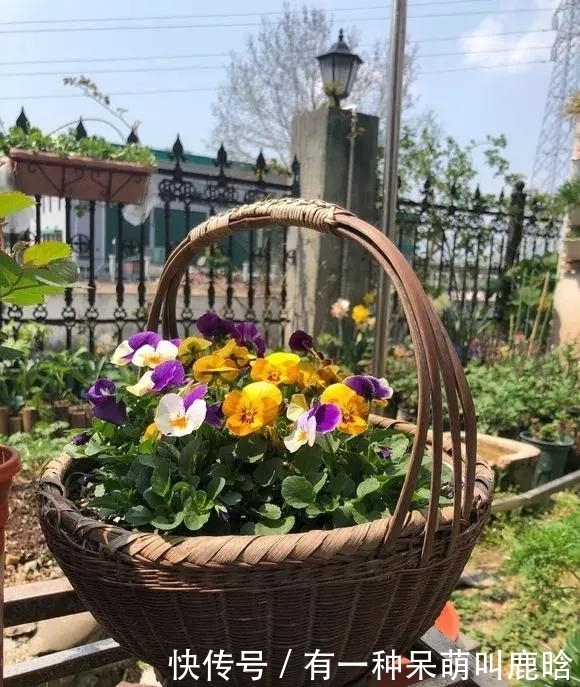 邻居捡破烂养花,全家都反对,栽上花后都笑了!