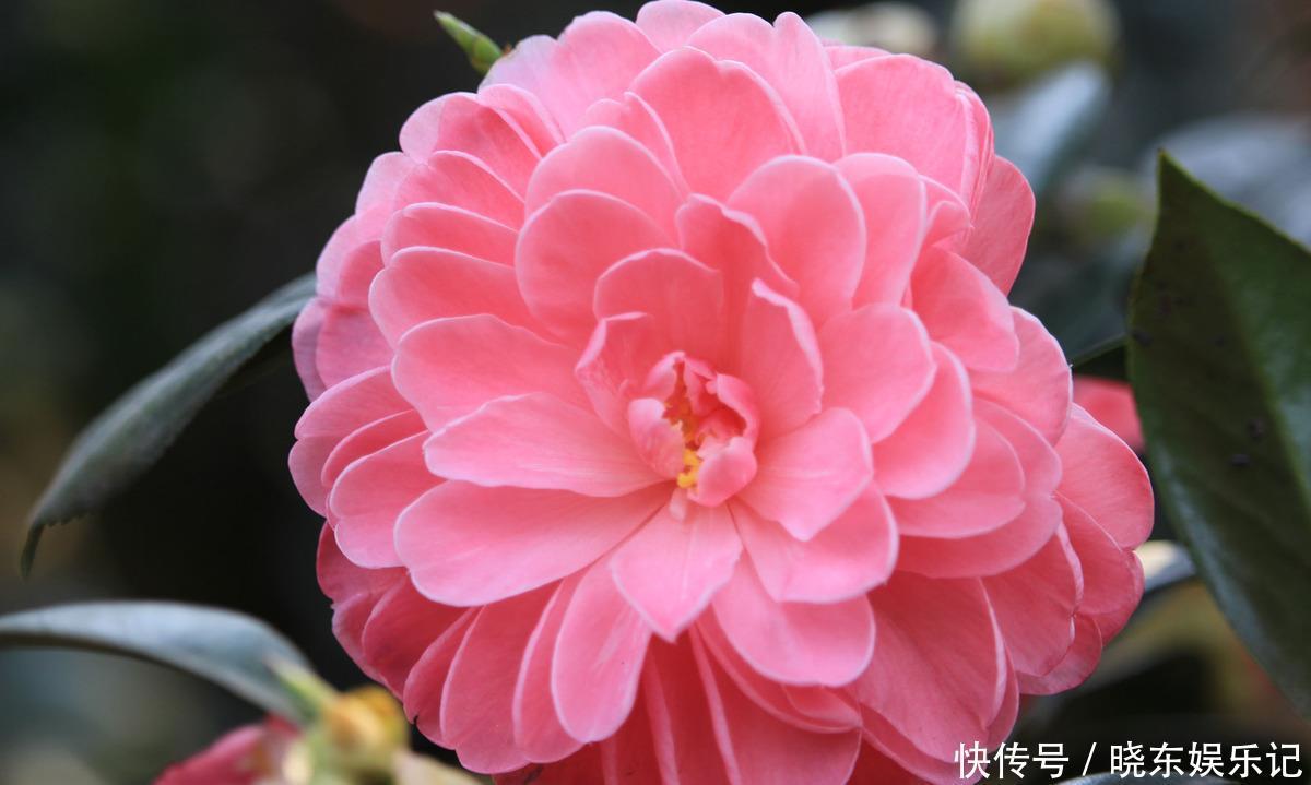 入冬后,想养3种“年宵花”建议早点买,晚了花钱多,还不合适