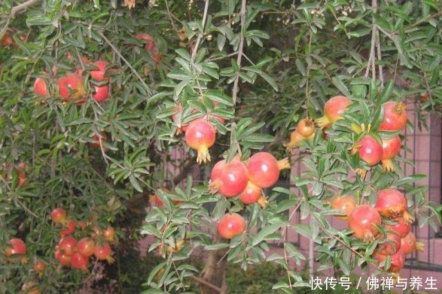 院子里种树，“3种树”很适合，棵棵生长旺，每年结果几十斤！