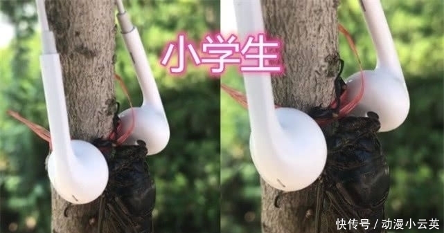 鬼点子|“知了”被虐很惨？大学生直接吃，高中生做手办，小学生简直魔鬼
