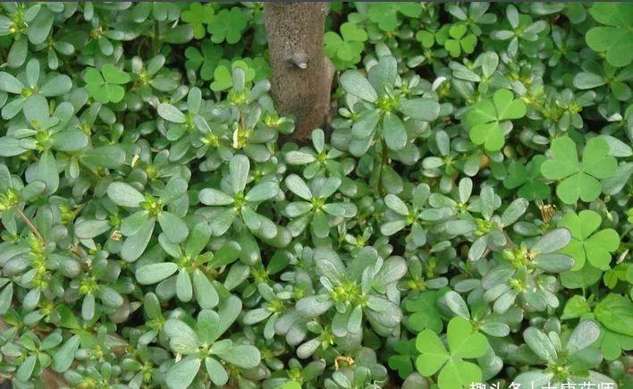 功效|一味马齿苋,治病大功效!马齿苋的5大顶级妙用方,连中医都夸赞