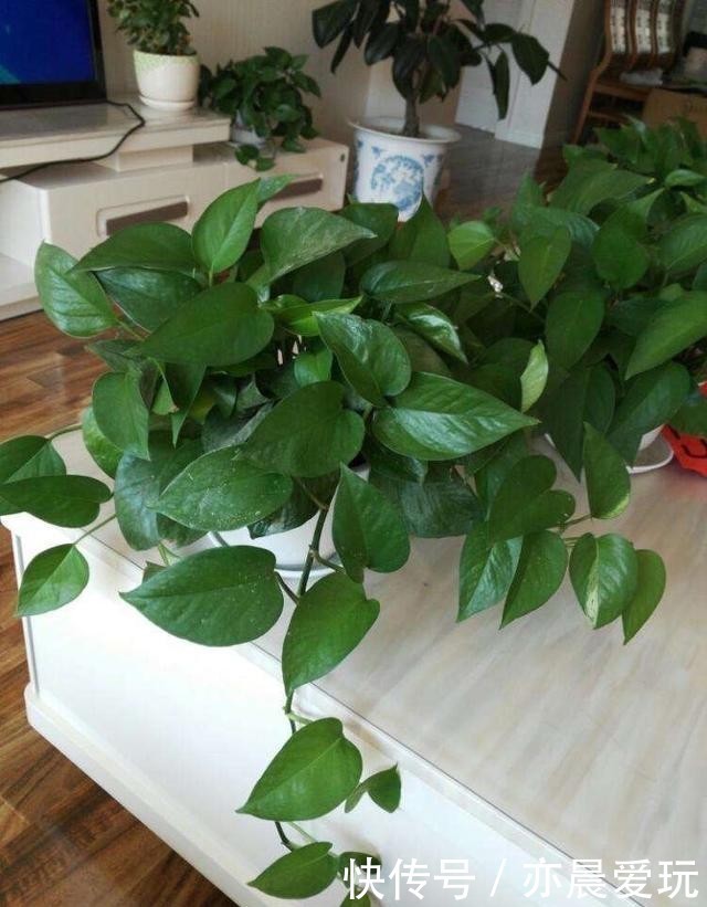 枝叶茂盛|绿萝过冬“三要点”,顺利过冬,枝叶茂盛,越长越旺