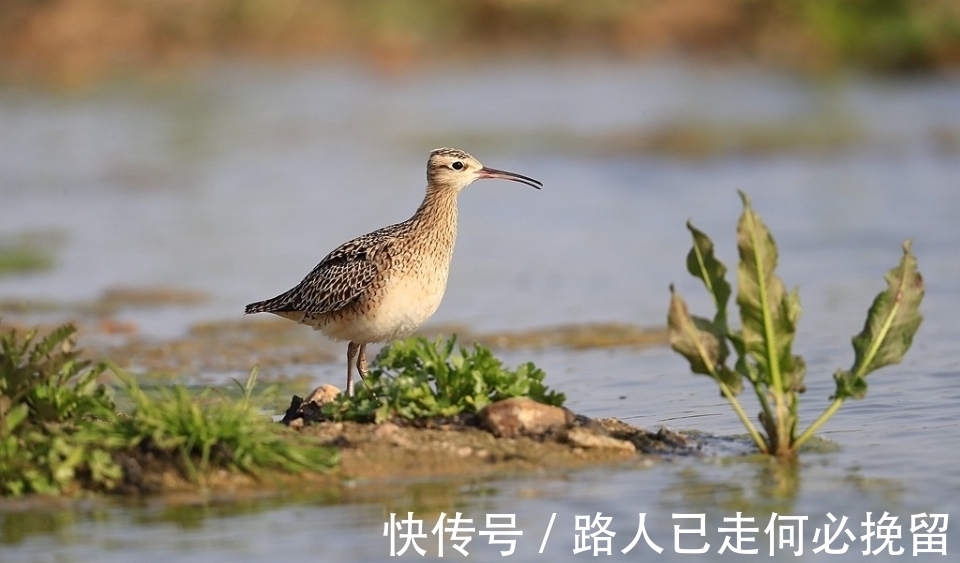 小杓|泰山脚下，时隔六年再一次记录到小杓（sháo）鹬（yù）！